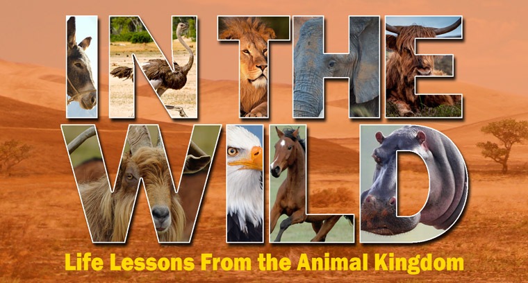 In the Wild: Life Lessons From the Animal Kingdom 