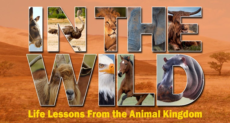 In the Wild: Life Lessons From the Animal Kingdom current series